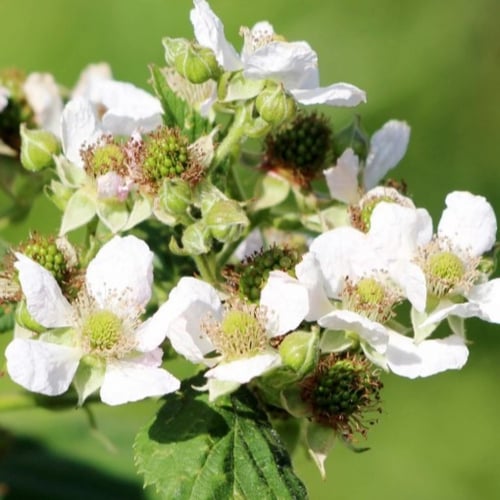 بذور شجيرة توت العليق الأحمر ( Rubus idaeus )
