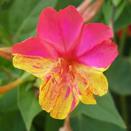 بذور زهرة شب الليل ثنائية اللون - وردي وأصفر ( Mir...