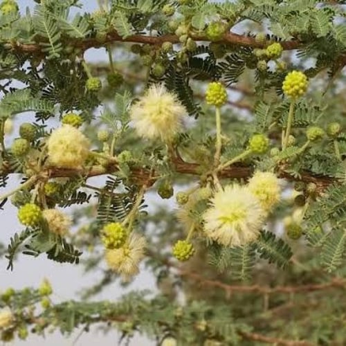 بذور الطلح النجدي ( Acacia gerrardii )