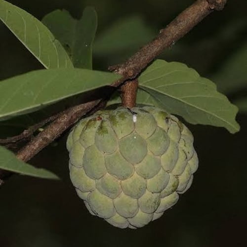 بذور فاكهة‬ ‫القشطة‬ ‫( Annona sp )