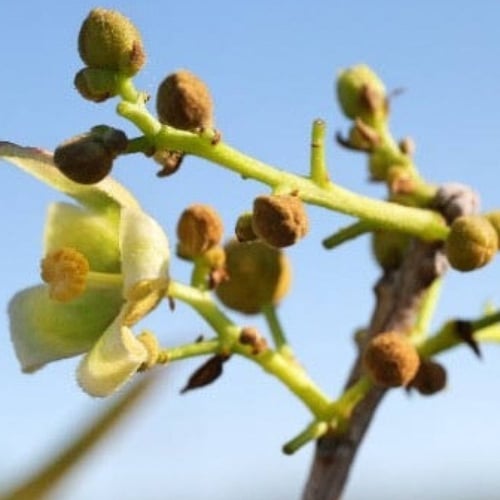 بذور شجرة استركوليا رجل البطة ( Brachychiton grego...