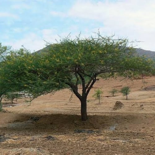 بذور شجرة السلم ( Acacia ehrenbergiana )