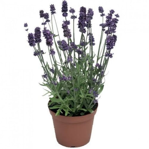 بذور اللافندر الانجليزي ( Lavandula angustifolia )