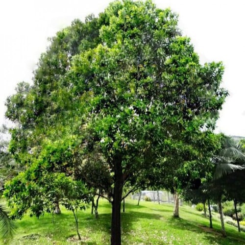 بذور شجرة طلح - أكاسيا مانقيوم‬ ( acacia mangium )