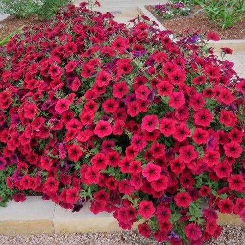 بذور زهرة البيتونيا الحمراء ( Petunia )