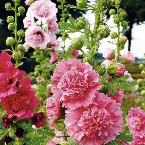 بذور زهرة الختمية المكبسة ( Alcea rosea )