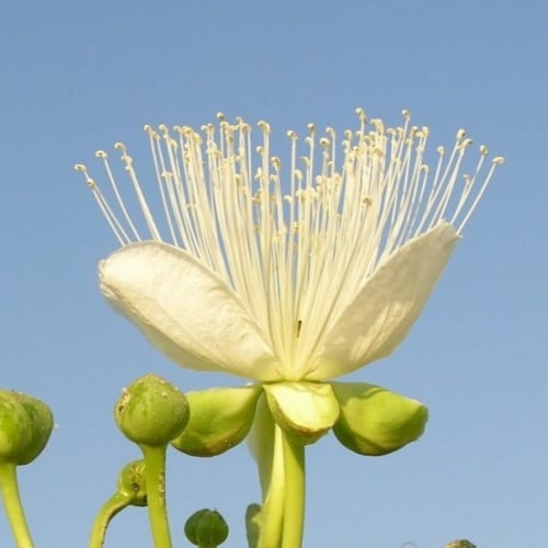بذور شجيرة اللصف - الشفلح الجبلي ( Capparis cartil...