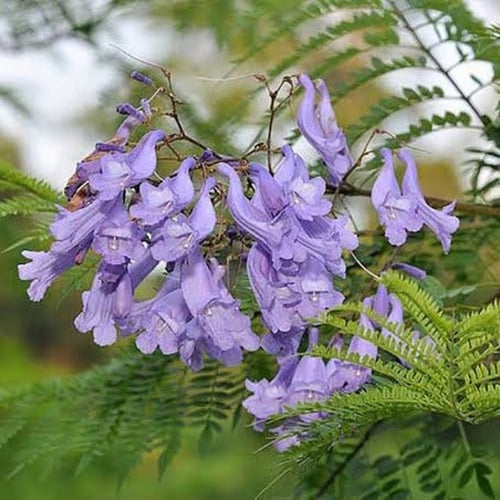 بذور الجاكرندا البنفسجية ( Jacaranda mimosifolia )