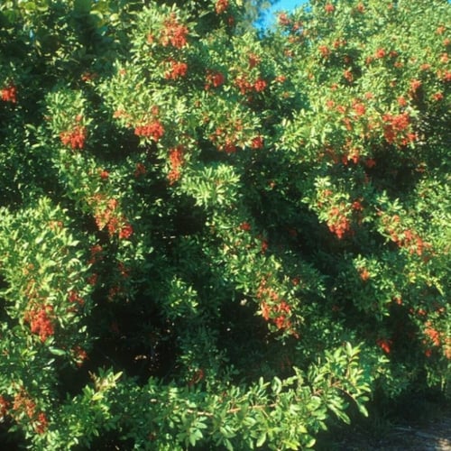 بذور الفلفل البرازيلي ( Schinus terebinthifolius )