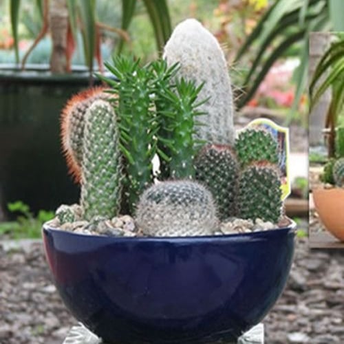 بذور الصباريات ( cactaceae )