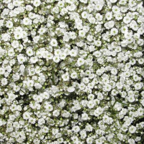 بذور زهرة جيبسوفيلا ايليجانس ( gypsophila Elegans...