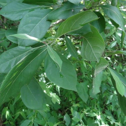 بذور شجرة كورديا البيضاء ( Cordia alliodora )