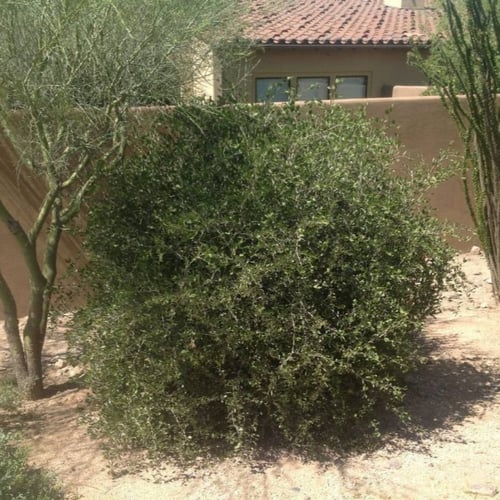 بذور ‫الجوجوبا‬ ( Simmondsia chinensis )