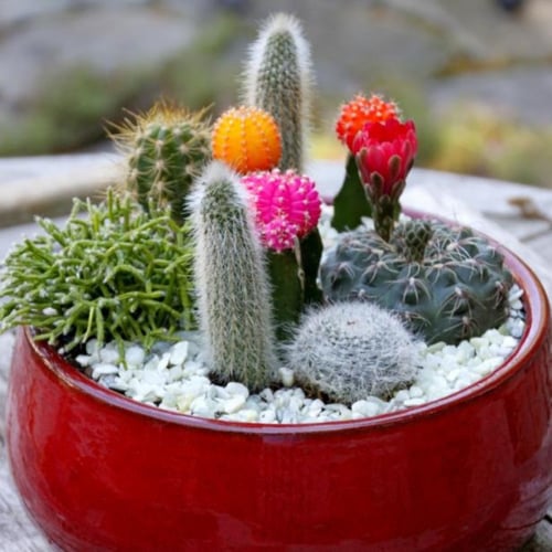 بذور الصباريات ( cactaceae )