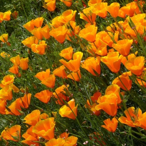 بذور زهرة ديدحان كاليفورنيا البرتقالي ( Eschscholz...