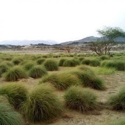 بذور عشبة الاذخر - السخبر ( cymbopogon )