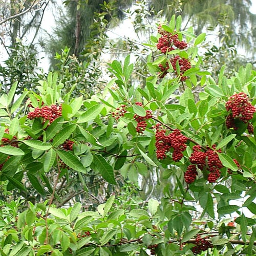 بذور الفلفل البرازيلي ( Schinus terebinthifolius )