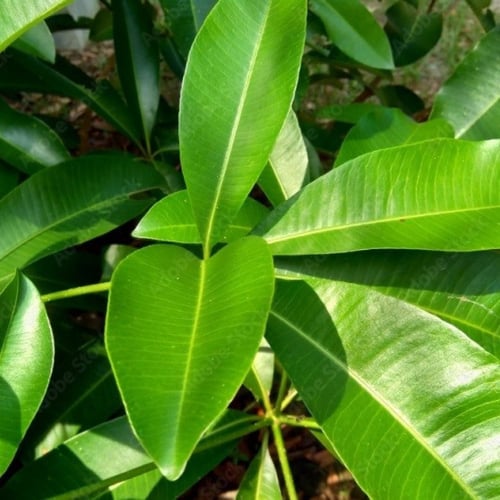 بذور شجرة المليون زهرة - الستونيا ( Alstonia schol...