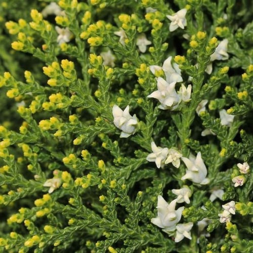 بذور شجيرة الثويا - التويا ( Platycladus orientali...