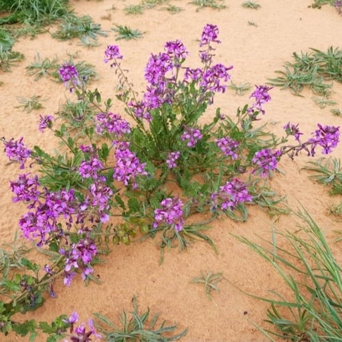 بذور الخزامى البرية ( Horwoodia dicksoniae )