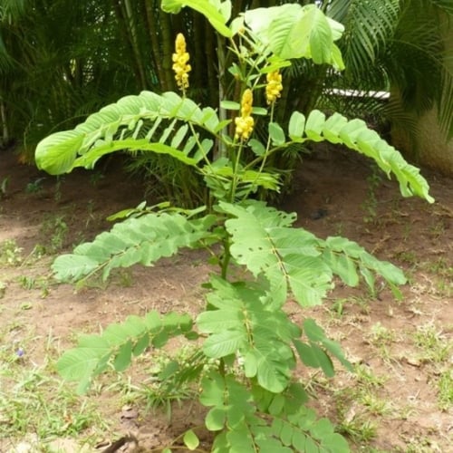 بذور شجيرة كاسيا ألاتا - كاسيا شمعدان ( Senna alat...