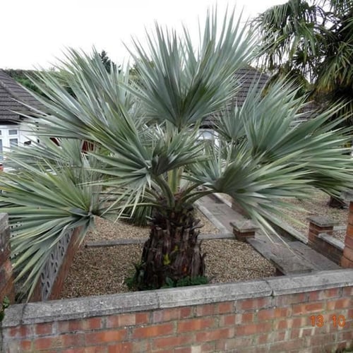 بذور نخيل براهيا ( Brahea armata )