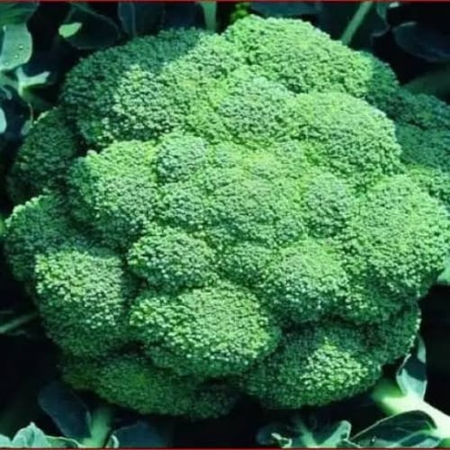 بذور بروكلي أخضر ( Brassica oleracea var. italica...