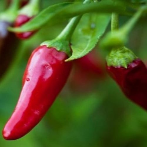 بذور الفلفل الأحمر الصغير ( Capsicum annuum )