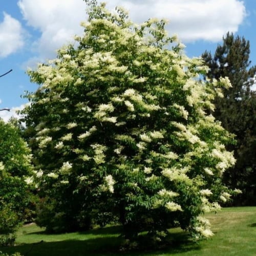 بذور شجيرة الليلك اليابانية ( syringa amurensis )