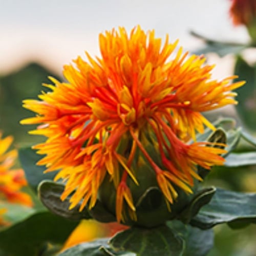 بذور نبات العصفر ( carthamus tinctorius )