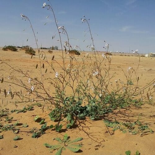 بذور عشبة القليقلان ( Savignya Parviflora )