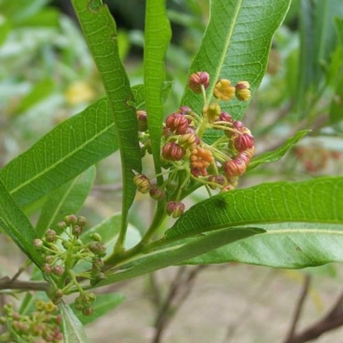 بذور شجيرة الدودونيا ( Dodonaea )