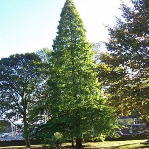 بذور شجرة تاكسوديم ( Taxodium Distichum )
