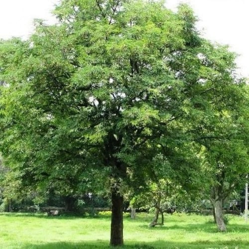 بذور شجرة التمر‬ الهندي ‫( Tamarindus indica )