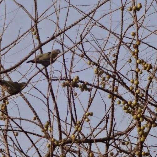 بذور شجرة التوت الهندي - املا ‫( Phyllanthus embli...