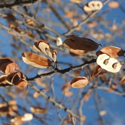 بذور الطلح العسلي - الضبة ( Acacia mellifera )