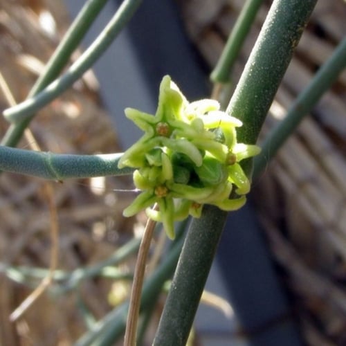 بذور شجيرة المرخ ( Leptadenia pyrotechnica )