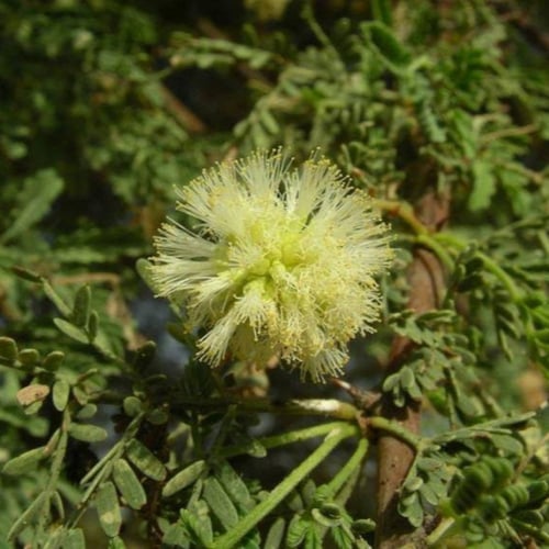 بذور شجرة الطلح الافريقي - رديانا ( Acacia raddian...