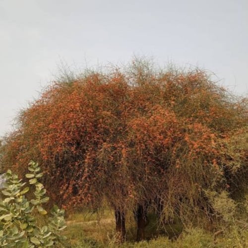 بذور شجرة التنضب النادرة - الكرز البري ( Capparis...