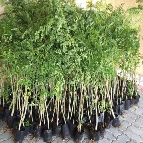 بذور شجرة المورينجا‬ الهجين ( Moringa Hybrid )