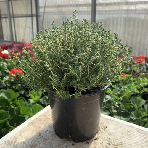 بذور الزعتر البري ( thymus capitatus )