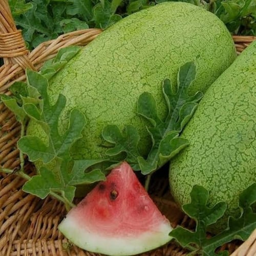 بذور البطيخ الاسطواني ( Citrullus lanatus )