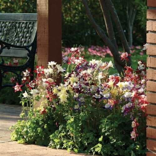 ‫بذور زهرة الحوض الأنقولية ( aquilegia caerulea )