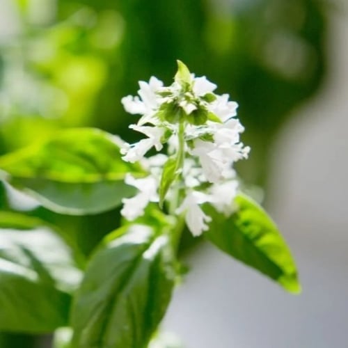 بذور الريحان الحار ( ocimum basilicum minimum )