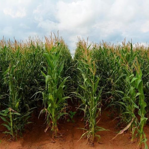 بذور الذرة الملونة للزينة ( Zea mays )