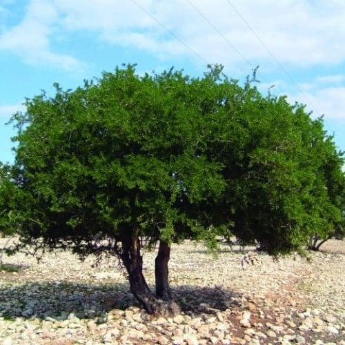 بذور شجرة الأرجان - الأركان ( Argania spinosa )