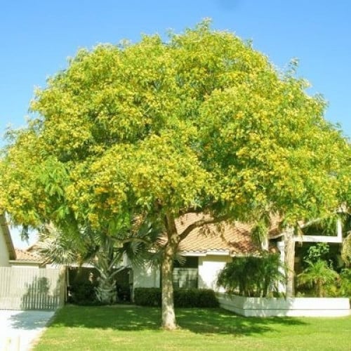 ‫بذور الجاكرندا الصفراء - ابو المكارم‬ ( Tipuana t...