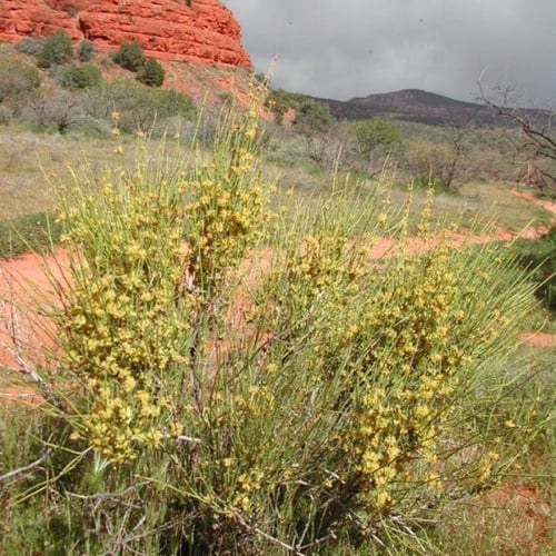 بذور عشبة العلندى - العدام الأصفر ( Ephedra transi...