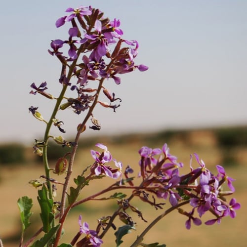 بذور الخزامى البرية ( Horwoodia dicksoniae )