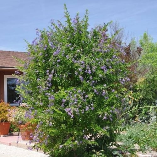 بذور شجيرة دورانتا ( duranta erecta )